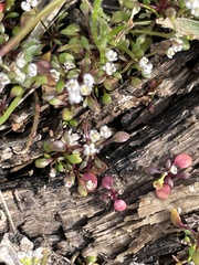 Lepidium nitidum