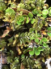 Hymenophyllum darwinii