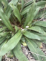 Plagiobothrys arizonicus