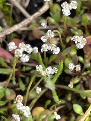 Lepidium nitidum
