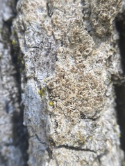 Opegrapha anguinella