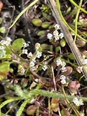 Lepidium nitidum
