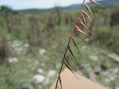 Bouteloua triaena