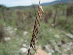 Bouteloua triaena
