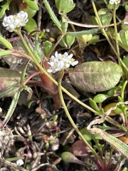 Lepidium nitidum