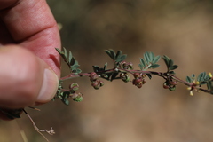 Dorycnopsis abyssinica