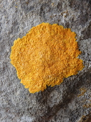 Variospora aurantia