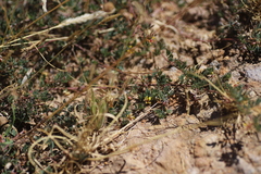 Dorycnopsis abyssinica