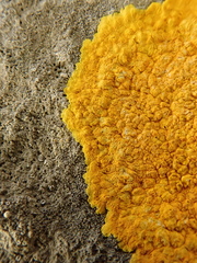 Variospora aurantia