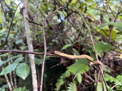 Ithycyphus