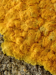 Variospora aurantia