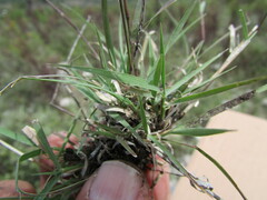 Bouteloua triaena