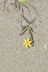 Sisyrinchium graminifolium