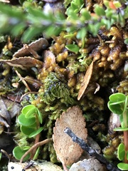 Hymenophyllum darwinii