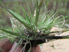 Bouteloua triaena
