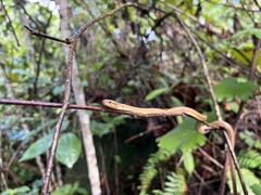 Ithycyphus
