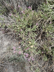 Alternanthera porrigens