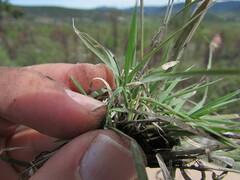 Bouteloua triaena