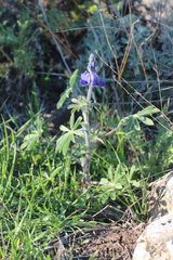 Lupinus pilosus