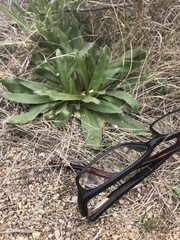 Plagiobothrys arizonicus