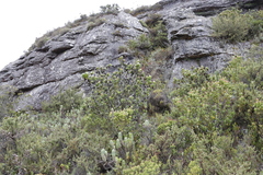 Leucadendron strobilinum