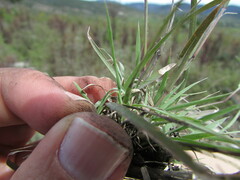Bouteloua triaena