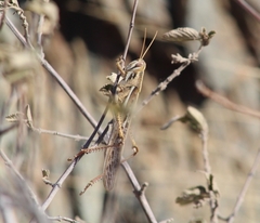 Schistocerca pallens