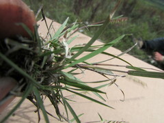 Bouteloua triaena