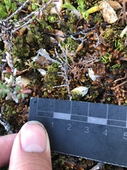 Hymenophyllum darwinii