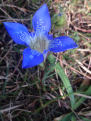 Gentiana kurroo