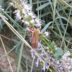 Sphex latreillei