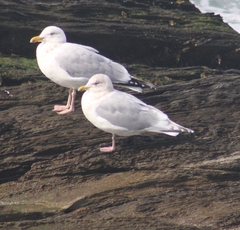 Larus glaucoides kumlieni