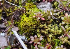 Gymnostomum viridulum