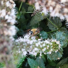 Sphex latreillei
