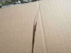 Muhlenbergia implicata