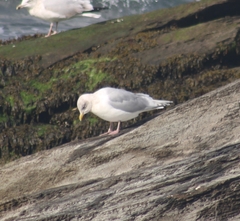 Larus glaucoides kumlieni