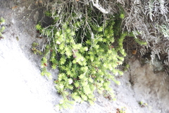 Erica depressa