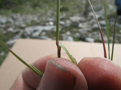 Muhlenbergia implicata