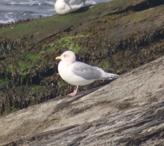 Larus glaucoides kumlieni