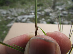 Muhlenbergia implicata
