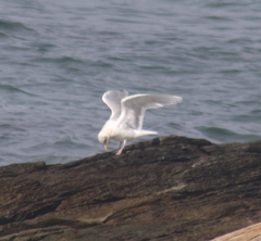 Larus glaucoides kumlieni