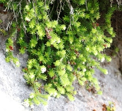 Erica depressa