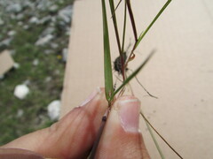 Bouteloua triaena