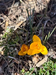 Crocus chrysanthus