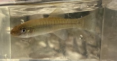 Fundulus seminolis