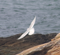 Larus glaucoides kumlieni