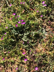 Calandrinia menziesii