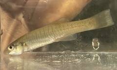 Fundulus seminolis