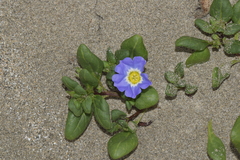 Nolana paradoxa