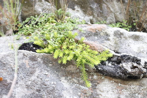 Image of Erica depressa by (c) Tony Rebelo, some rights reserved (CC BY-SA)